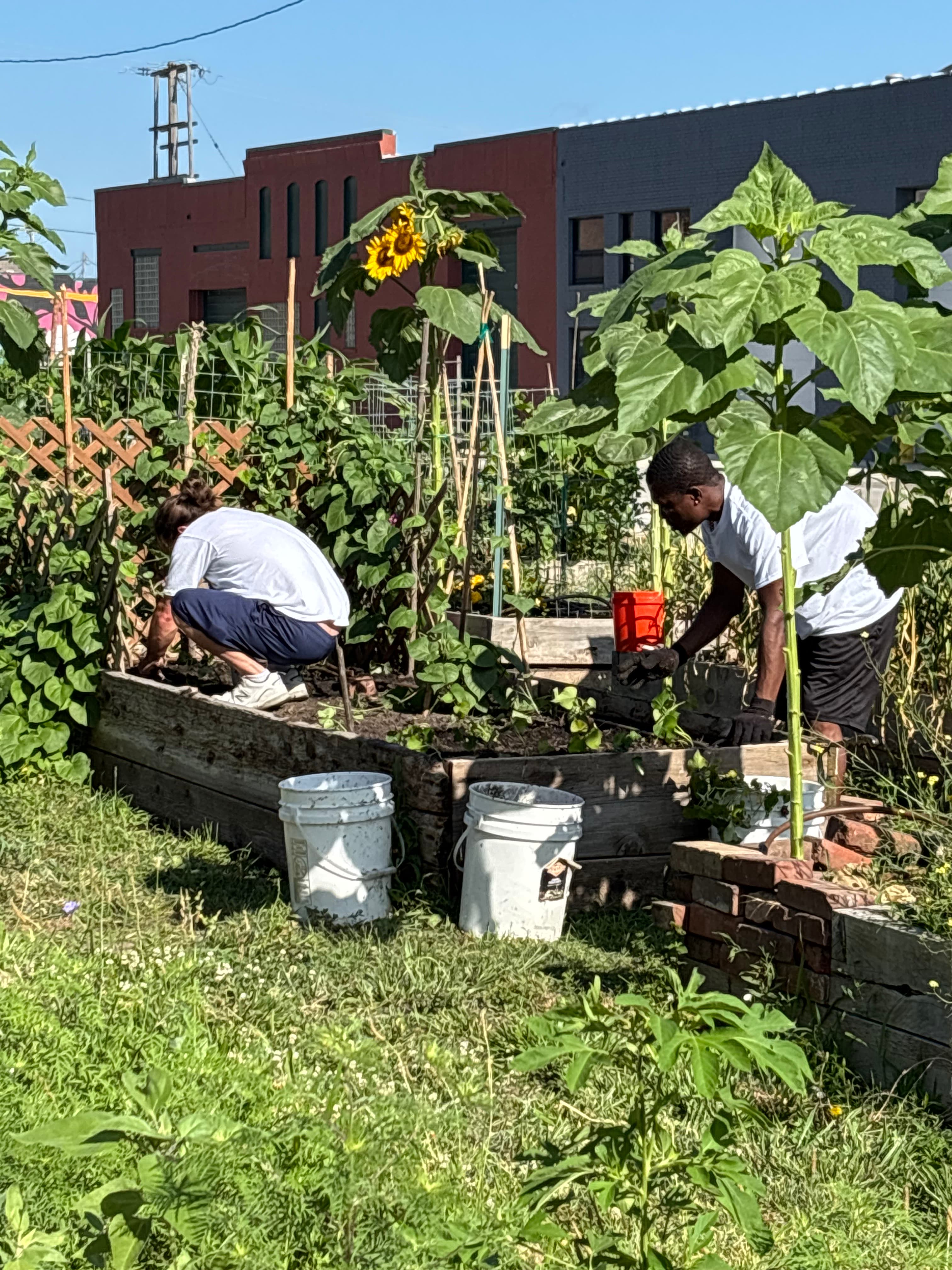 Current garden 6